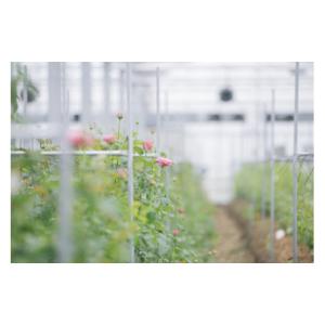 ふるさと納税 花・苗木 花束 滋賀県 守山市 ...の詳細画像4