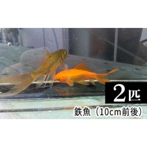 ふるさと納税 生き物 埼玉県 美里町 鉄魚 2匹...の商品画像