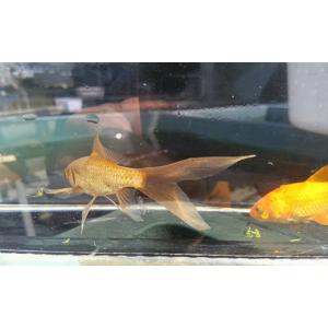 ふるさと納税 生き物 埼玉県 美里町 鉄魚 2...の詳細画像2