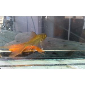 ふるさと納税 生き物 埼玉県 美里町 鉄魚 2...の詳細画像3