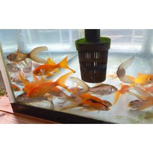 ふるさと納税 生き物 埼玉県 美里町 鉄魚 2...の詳細画像4
