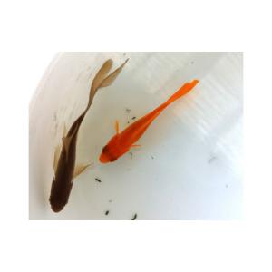 ふるさと納税 生き物 埼玉県 美里町 鉄魚 2...の詳細画像5