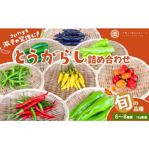 ふるさと納税 野菜類 埼玉県 さいたま市  十色とうがらしファーム とうがらし　旬の品種詰合せ　 1...