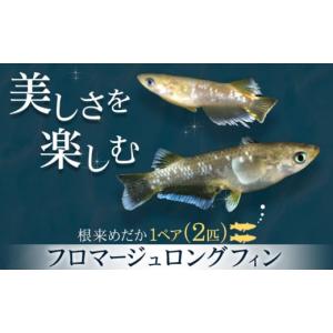 ふるさと納税 生き物 和歌山県 岩出市 フロマージュロングフィン 1ペア 2匹 根来めだか《90日以内に出荷予定(土日祝除く)》和歌山県 岩出市 めだか フロマージ…