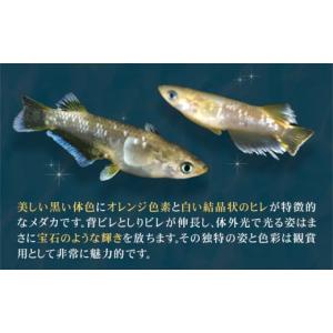 ふるさと納税 生き物 和歌山県 岩出市 フロマ...の詳細画像2