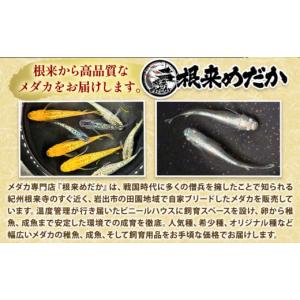 ふるさと納税 生き物 和歌山県 岩出市 フロマ...の詳細画像3