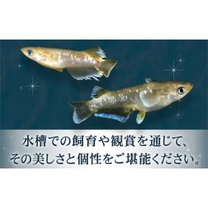ふるさと納税 生き物 和歌山県 岩出市 フロマ...の詳細画像4