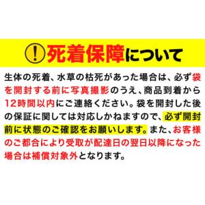 ふるさと納税 生き物 和歌山県 岩出市 フロマ...の詳細画像5