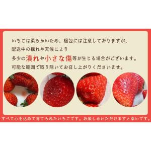 ふるさと納税 いちご 福岡県 赤村 先行予約/...の詳細画像2