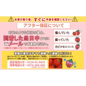 ふるさと納税 いちご 福岡県 赤村 先行予約/...の詳細画像5