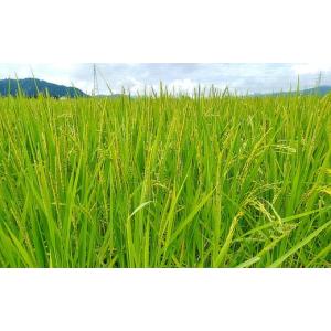 ふるさと納税 米 コシヒカリ 新潟県 南魚沼市...の詳細画像5