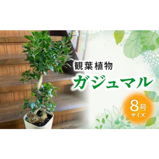 ふるさと納税 花・苗木 鹿児島県 南九州市 066-19 観葉植物 ガジュマル1鉢