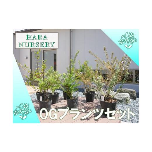 ふるさと納税 花・苗木 佐賀県 みやき町 BS176_OGプランツセット 花 苗 植物 家庭菜園 花...