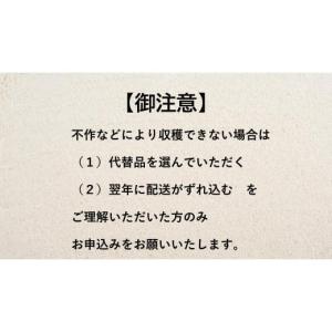 ふるさと納税 梨 岩手県 陸前高田市 先行予約...の詳細画像5