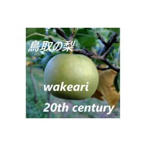 ふるさと納税 梨 鳥取県 鳥取市 訳あり 二十世紀梨 5kg まえた農園
