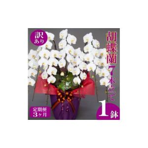 ふるさと納税 雑貨・日用品 花 高知県 須崎市...の詳細画像1