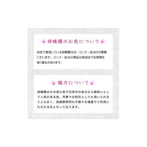 ふるさと納税 雑貨・日用品 花 高知県 須崎市...の詳細画像2