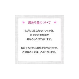 ふるさと納税 雑貨・日用品 花 高知県 須崎市...の詳細画像3