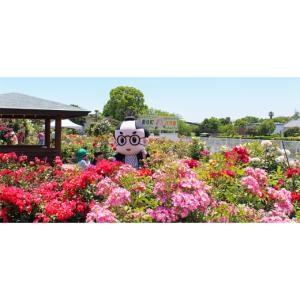 ふるさと納税 加工品等 徳島県 藍住町 ごはん...の詳細画像5