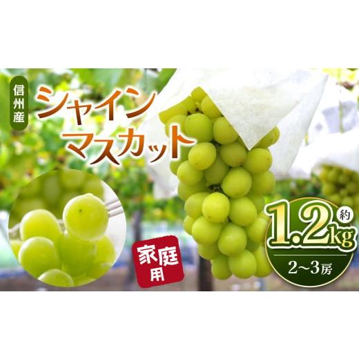 ふるさと納税 ぶどう マスカット 長野県 松本市 先行受付 信州産 シャインマスカット 約1.2k...