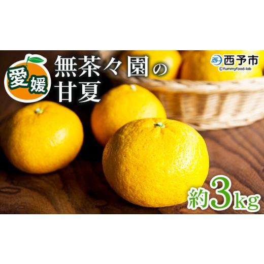 ふるさと納税 みかん・柑橘類 愛媛県 西予市  先行予約 無茶々園の甘夏 約3kg 果物 あまなつ ...