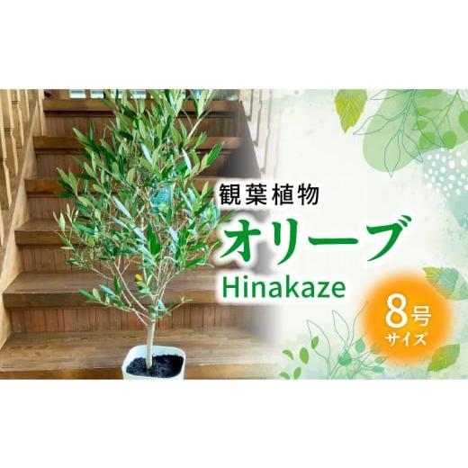 ふるさと納税 花・苗木 鹿児島県 南九州市 066-20 観葉植物 オリーブ(ひなかぜ)1鉢