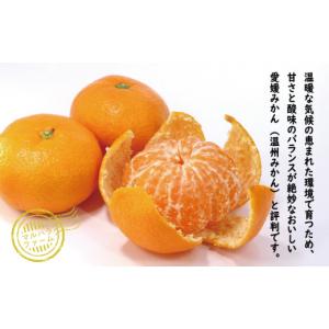 ふるさと納税 果物類 みかん 愛媛県 愛南町 ...の詳細画像2
