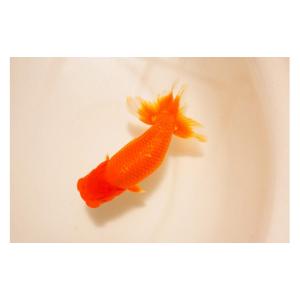 ふるさと納税 生き物 鹿児島県 大崎町 金魚の...の詳細画像1