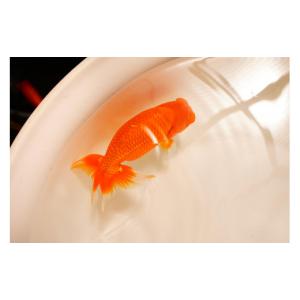 ふるさと納税 生き物 鹿児島県 大崎町 金魚の...の詳細画像2