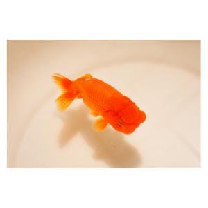 ふるさと納税 生き物 鹿児島県 大崎町 金魚の...の詳細画像3