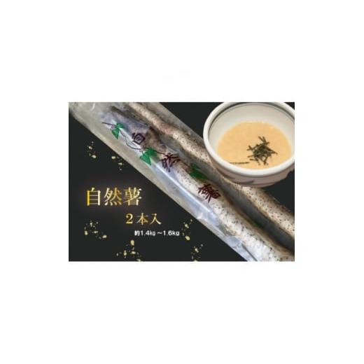 ふるさと納税 人参・大根・他根菜 千葉県 八千代市  12月より順次発送 自然薯　2本入り　約1.4...