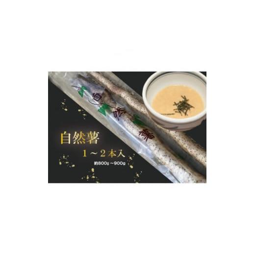 ふるさと納税 人参・大根・他根菜 千葉県 八千代市  12月より順次発送 自然薯 1〜2本入り(約8...