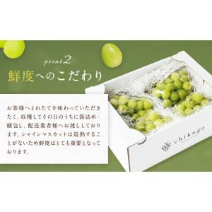 ふるさと納税 ぶどう マスカット 福岡県 筑後...の詳細画像3