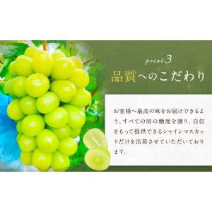 ふるさと納税 ぶどう マスカット 福岡県 筑後...の詳細画像4