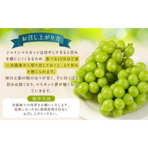 ふるさと納税 ぶどう マスカット 福岡県 筑後...の詳細画像5