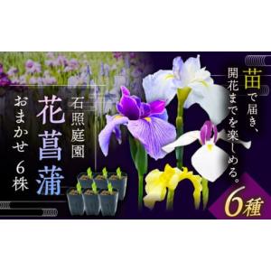 ふるさと納税 雑貨・日用品 花 島根県 雲南市 花 4月〜11月発送 花しょうぶ（ジャパン アイリス）の苗 おまかせ6株 花 しょうぶ 菖蒲 アイリス 苗 植木 ガーデ…