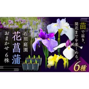 ふるさと納税 雑貨・日用品 花 島根県 雲南市...の詳細画像1