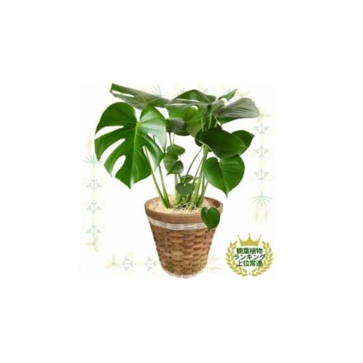 ふるさと納税 花・苗木 栃木県 小山市 観葉植物 モンステラ 鉢植 バスケット リビング 15399...
