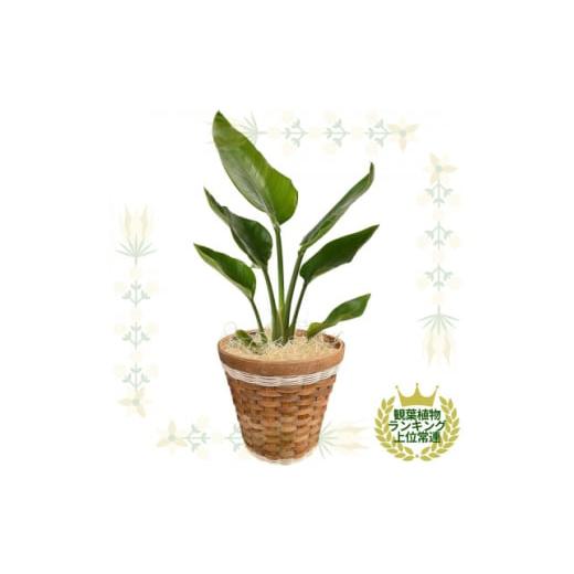 ふるさと納税 花・苗木 栃木県 小山市 観葉植物 オーガスタ 鉢植 バスケット リビング 15399...