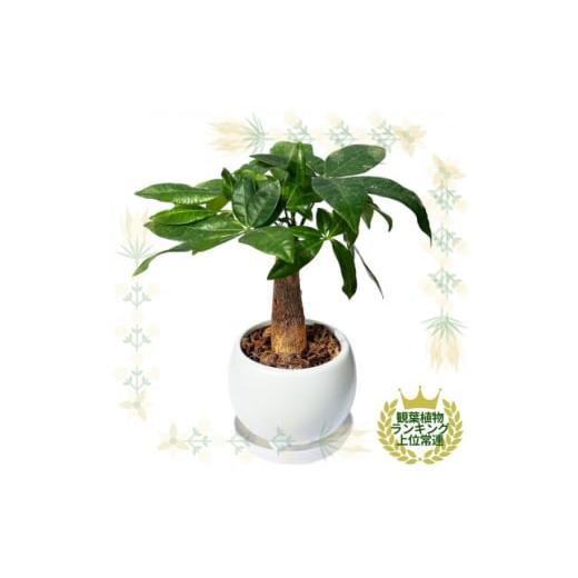 ふるさと納税 花・苗木 栃木県 小山市 観葉植物 ミニ パキラ 陶器 鉢植 1543947