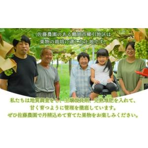 ふるさと納税 果物類 ぶどう 山形県 鶴岡市 ...の詳細画像2