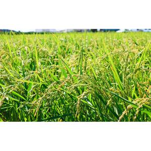 ふるさと納税 無洗米 北海道 栗山町 無洗米3...の詳細画像5