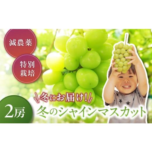 ふるさと納税 ぶどう マスカット 山梨県 甲斐市  2025年発送 冬のシャインマスカット 減農薬 ...