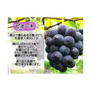 ふるさと納税 ぶどう 岡山県 津山市 2026...の詳細画像2