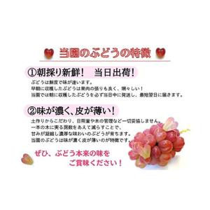 ふるさと納税 ぶどう 岡山県 津山市 2026...の詳細画像3