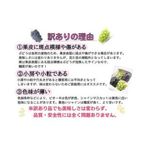 ふるさと納税 ぶどう 岡山県 津山市 2026...の詳細画像4
