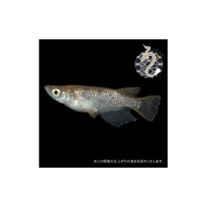 ふるさと納税 生き物 埼玉県 富士見市 006...の詳細画像3