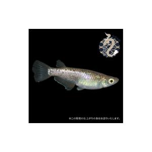 ふるさと納税 生き物 埼玉県 富士見市 006...の詳細画像4