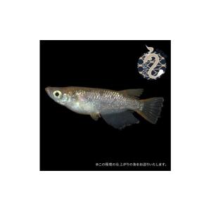 ふるさと納税 生き物 埼玉県 富士見市 メダカ...の詳細画像3
