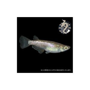 ふるさと納税 生き物 埼玉県 富士見市 メダカ...の詳細画像4
